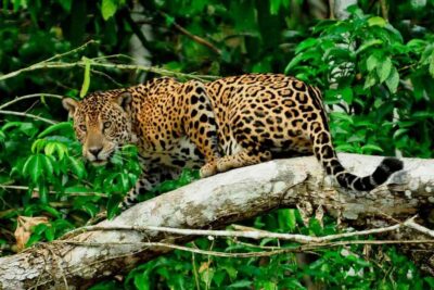 4-Day Manu National Park Guided Tour