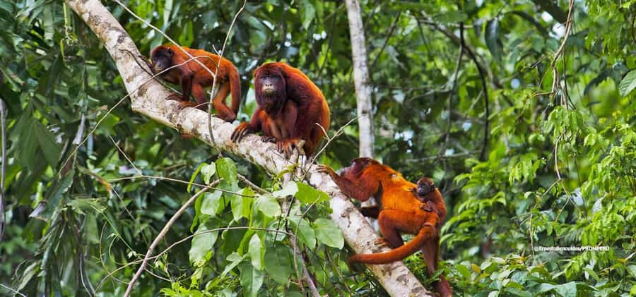 From Cusco: 4-Day Manu National Park Guided Tour - Price and Logistics: Is $427 Worth It?