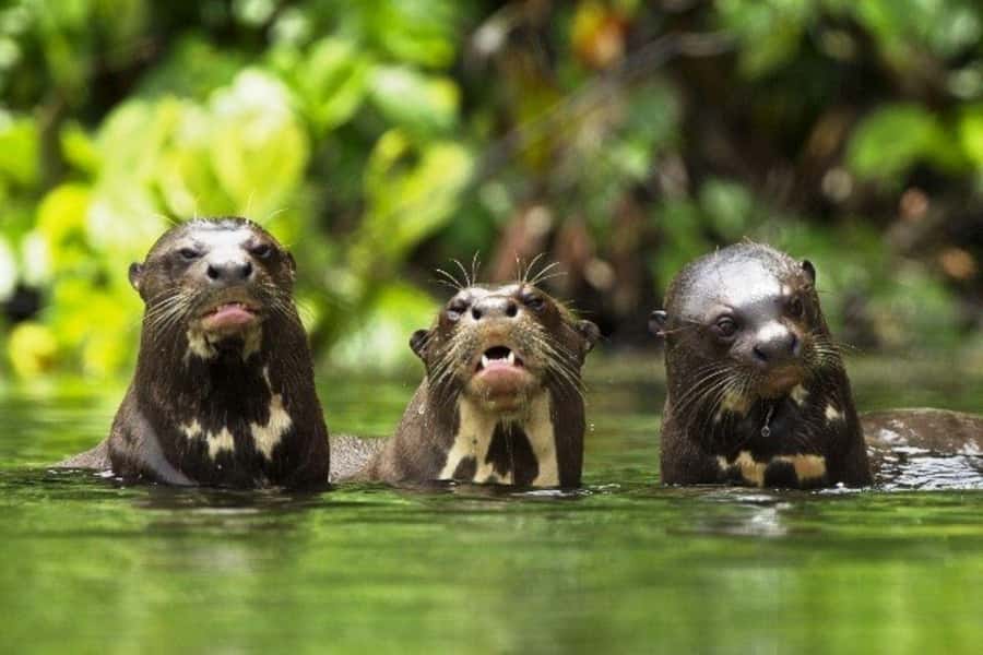 From Cusco: 4-Day Manu National Park Guided Tour - Fitness, Safety, and Who Should Skip This One
