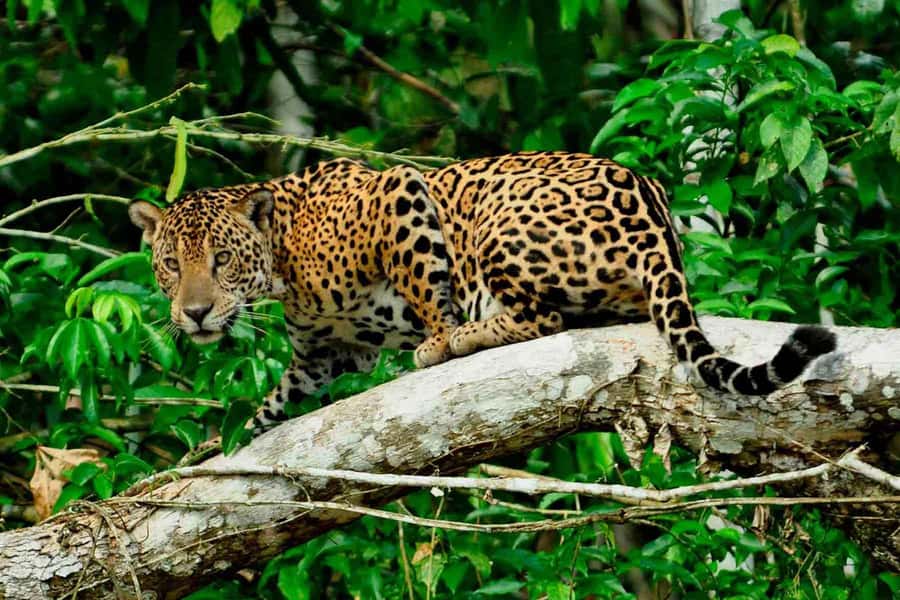 From Cusco: 4-Day Manu National Park Guided Tour - Pillcopata to Puerto Atalaya: Coca Fields, Rescue Stops, and River Birdwatching