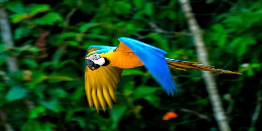 From Cusco: 4 Day Puerto Maldonado Sandoval Lake Excursion - Key highlights worth getting excited about