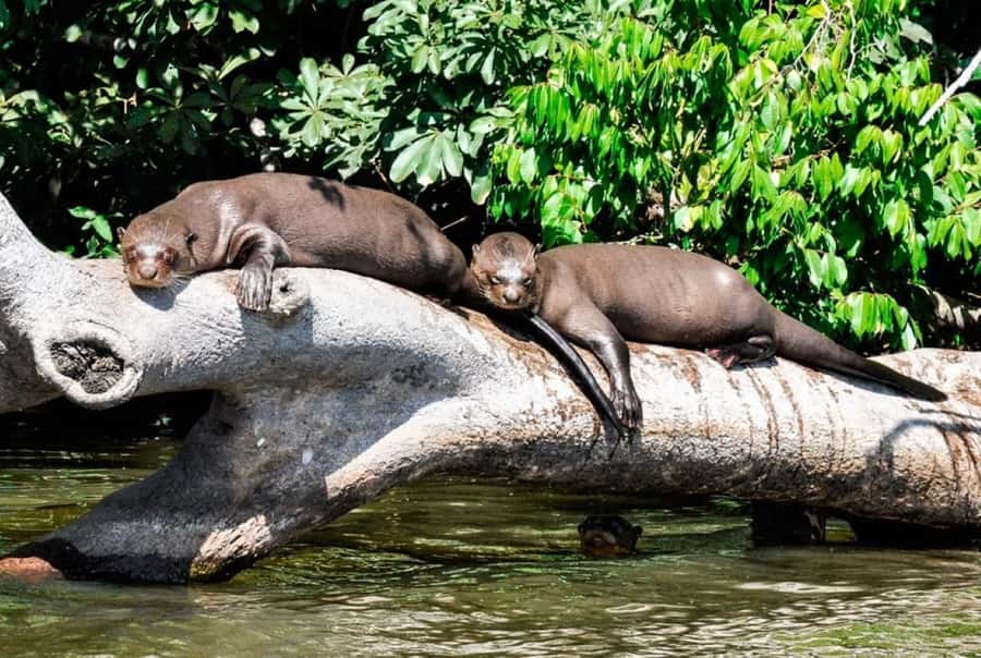 From Cusco: 4 Day Puerto Maldonado Sandoval Lake Excursion - Why this Tambopata and Sandoval Lake route makes sense