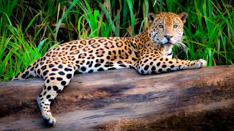 From Cusco: 4 Day Puerto Maldonado Sandoval Lake Excursion - Lodge arrival, trail walk, and Monkey Island photos with monkeys
