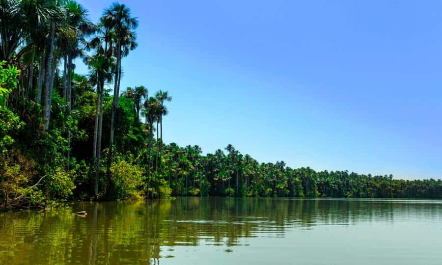 From Cusco: 4 Day Puerto Maldonado Sandoval Lake Excursion - 5:00 a.m. clay lick at Cachuela, then canopy tower and bridges