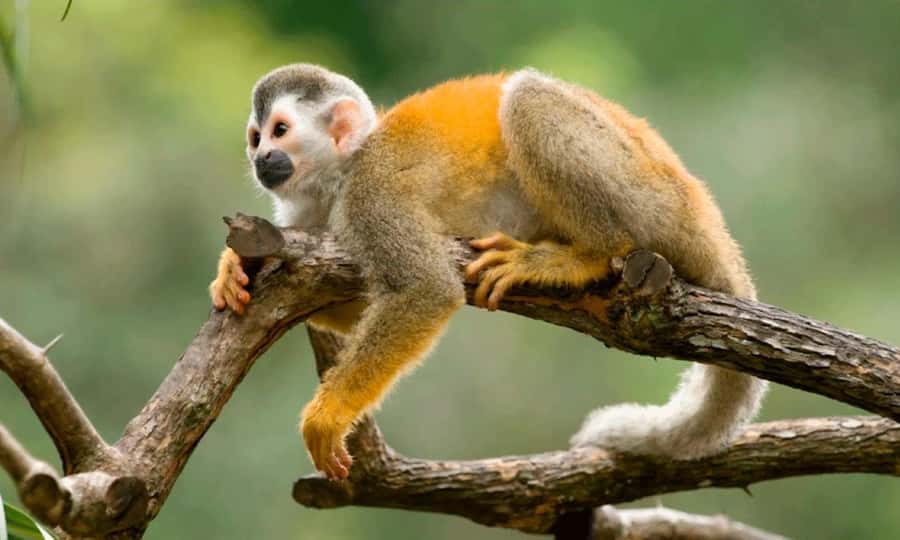 From Cusco: 4 Day Puerto Maldonado Sandoval Lake Excursion - Who should book this, and who should skip it