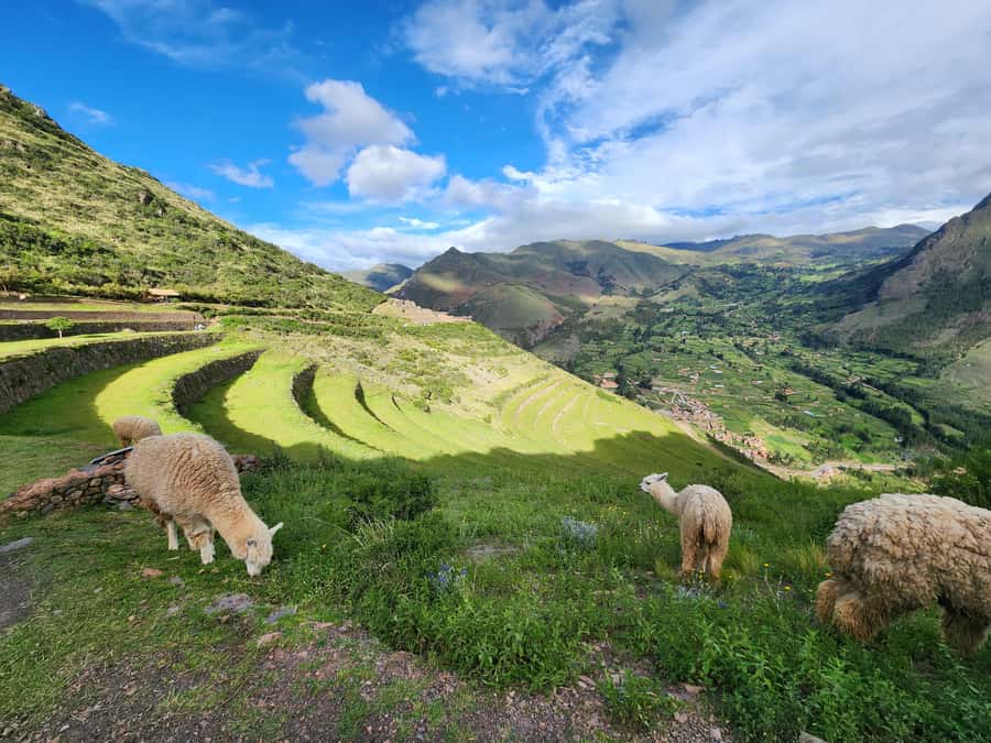 From Cusco: Chinchero, Moray, Maras, Ollantaytambo and Pisaq - Guides Make or Break the Day: Carlos and Henry’s Role in Getting It Right