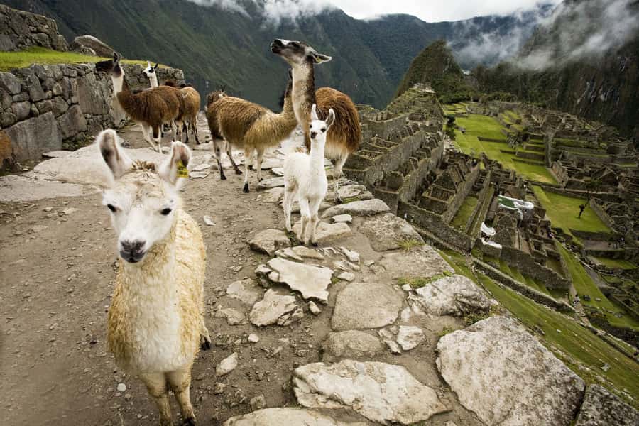 From Cusco: Machu Picchu Private Day Trip on Panoramic Train - Free time at Machu Picchu: how to use it without rushing