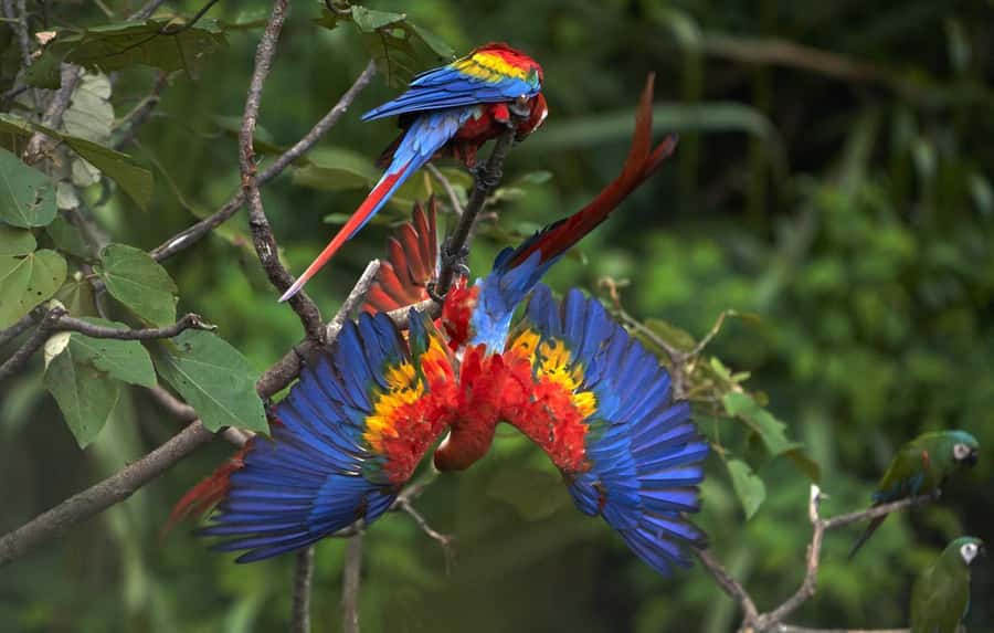 From Cusco: Manu National Park 3 Day Tour - Day 2 evening: swamp birds and the caiman hunt