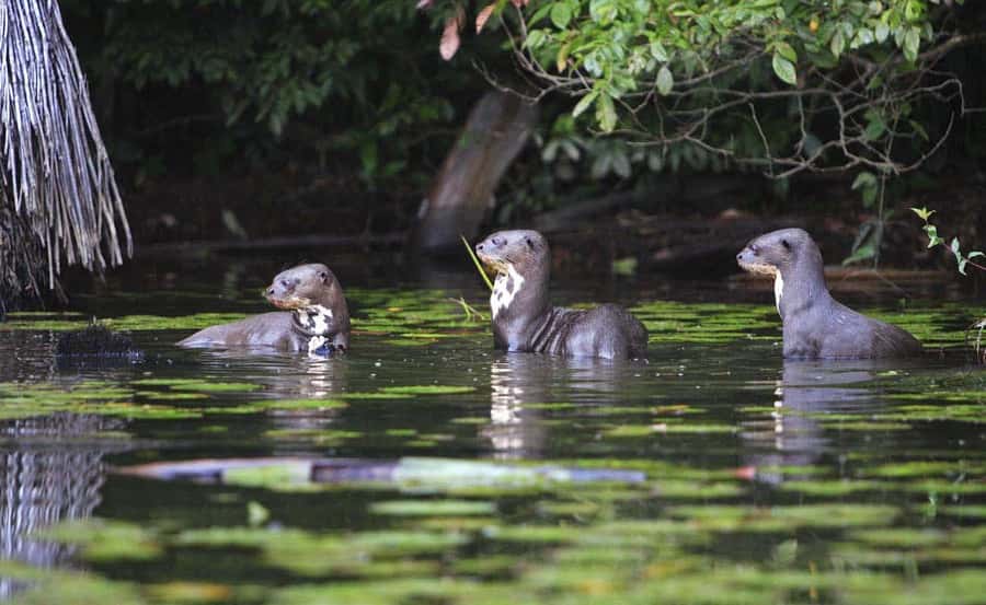 From Cusco: Manu National Park 3 Day Tour - Accommodation, guide style, and the “real world” factor