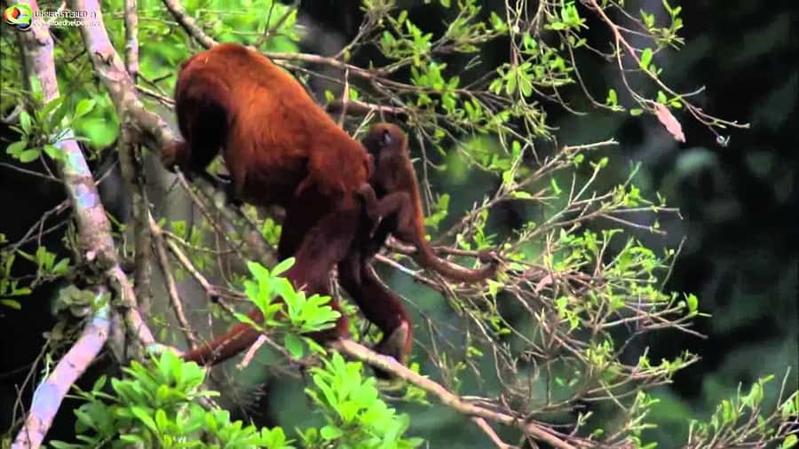 From Cusco: Manu National Park Tour & Accommodation 3 Days - Key Things I’d Put On Your Radar