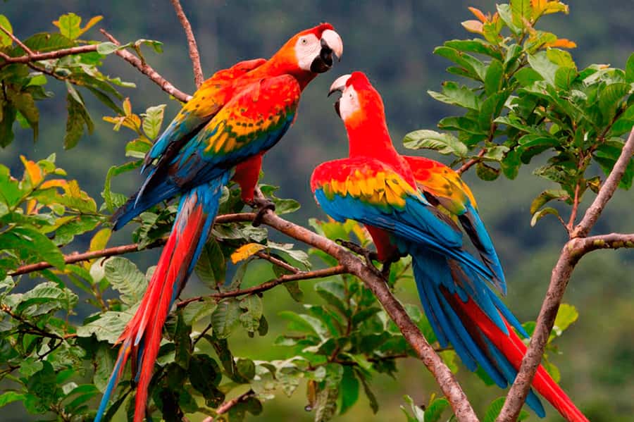 From Cusco: Manu National Park Tour & Accommodation 3 Days - Entering Manu from Cusco, a 3-Day Mix of Andes and Amazon