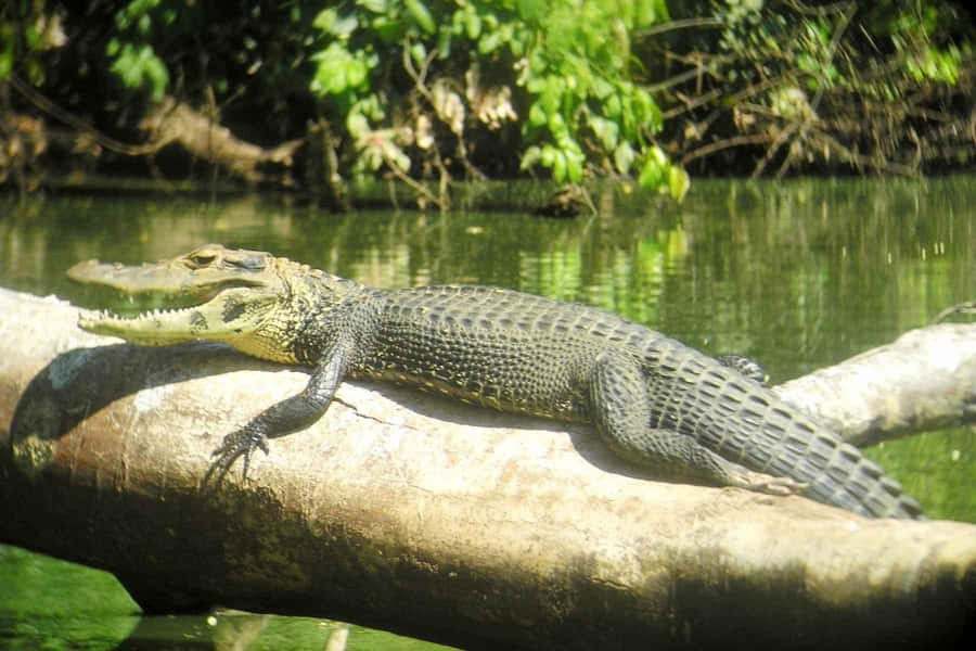 From Cusco: Manu National Park Tour & Accommodation 3 Days - Day 3: Medicinal Plant Garden Lessons, Cloud Forest Return Drive, and Back to Cusco by 4 PM