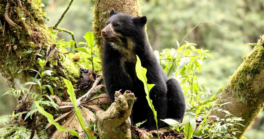 From Cusco: Manu National Park Tour & Accommodation 3 Days - Basic Hostel Comfort, the Food Question, and How to Plan Like a Pro