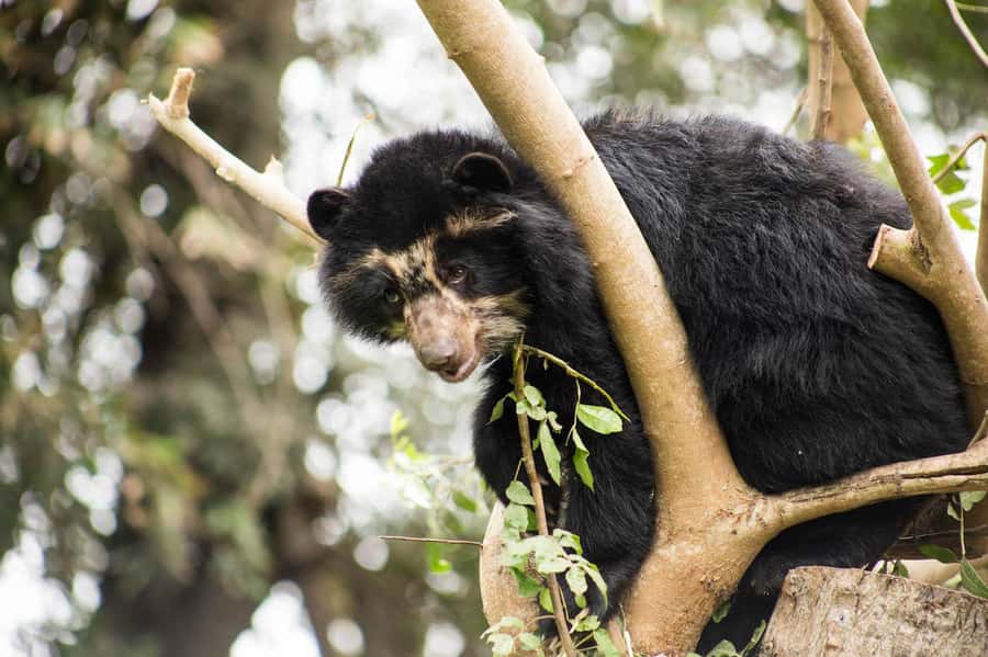 From Cusco: Manu National Park Tour & Accommodation 3 Days - Guides, Small Groups, and Why Organization Matters in the Amazon