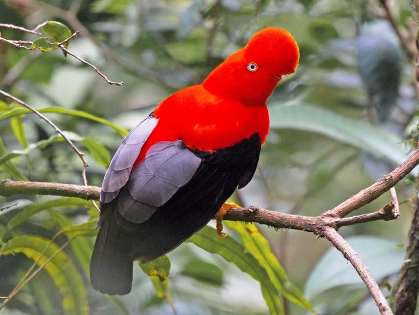 From Cusco: Manu National Park Tour & Accommodation 3 Days - Wildlife Here: What You Can Expect, and What You Should Not Stress About