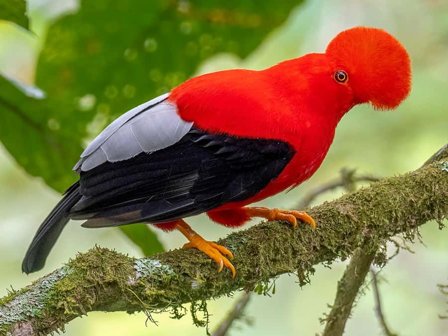 From Cusco: Manu National Park Tour & Accommodation 3 Days - What to Pack for Manu: Rain, Bugs, Mud, and Night Walking