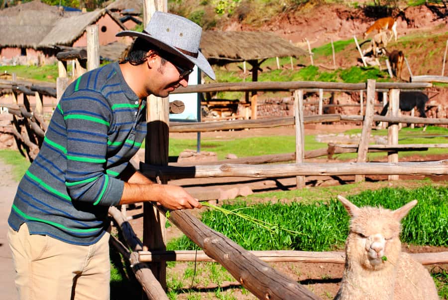 From Cusco: Private Pisac Ruins and Alpaca Farm Day Trip - Key things I’d circle before you go