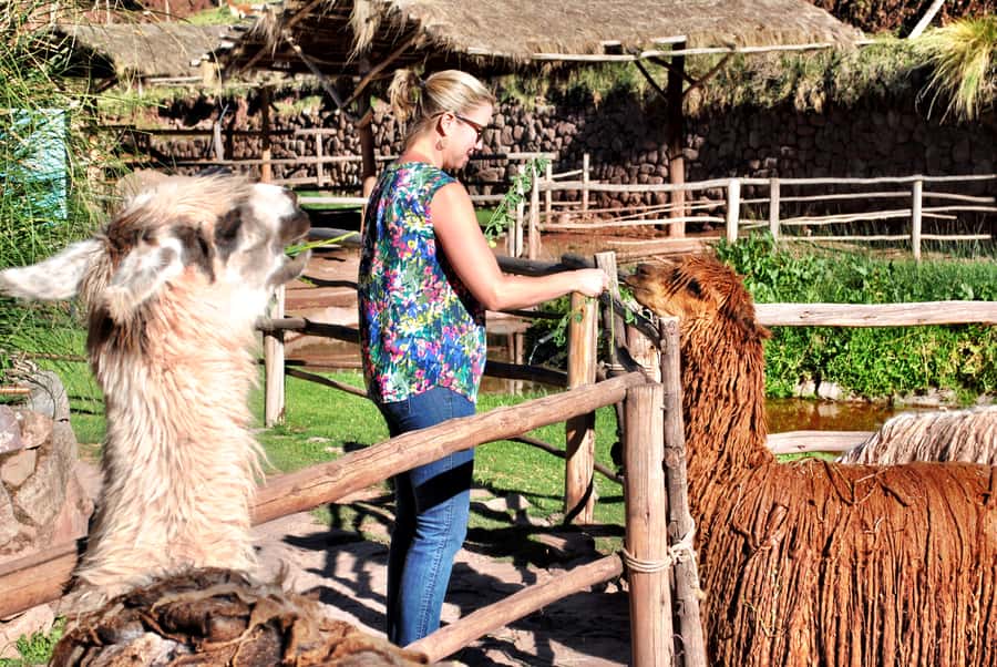 From Cusco: Private Pisac Ruins and Alpaca Farm Day Trip - Pisac ruins with your own guide, not a rushed crowd