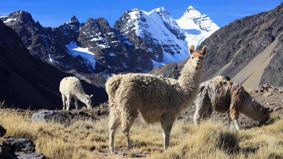 From Cusco: Rainbow Mountain Trek - What You Need to Bring (and What Can Trip You Up)