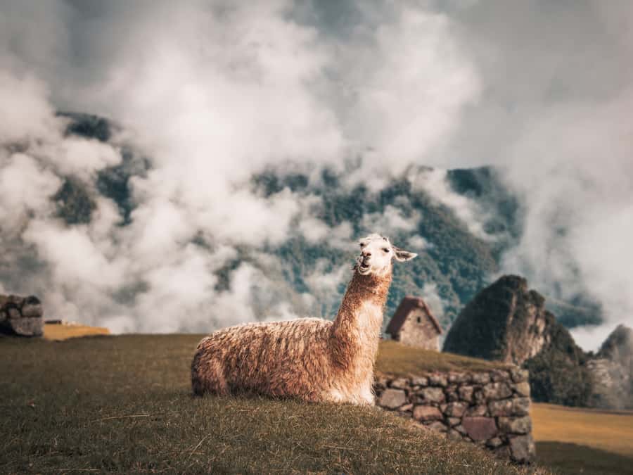 From Cusco: Sacred Valley & Machu Picchu 2-Day Tour by Train - Price and value: is $499 per person fair?