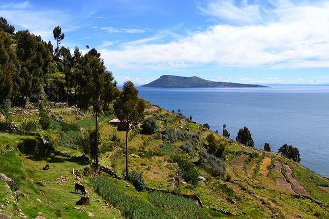 From Cusco to Lake Titicaca: 2-Day Homestay Tour - Uros Floating Islands: Reed Islands you can actually walk through