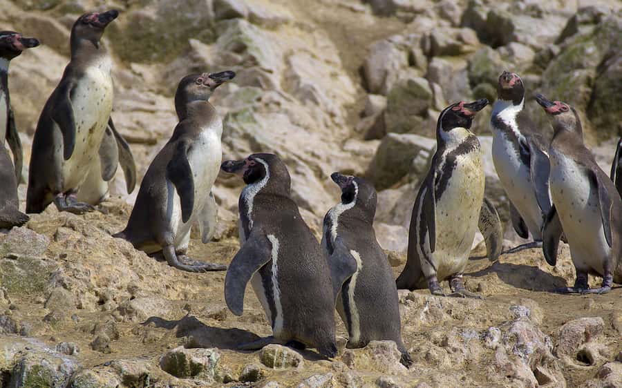 From Huacachina: Ballestas and Paracas Reserve - GROUP TOUR - A one-day mix of Ballestas wildlife and Paracas desert cliffs