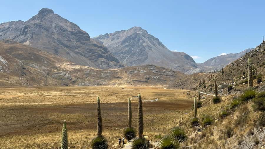 From Huaraz: Tour to the Pastoruri Glacier and Puya Raimondi - Puma Pampa carbonated water: the quirky stop you will remember