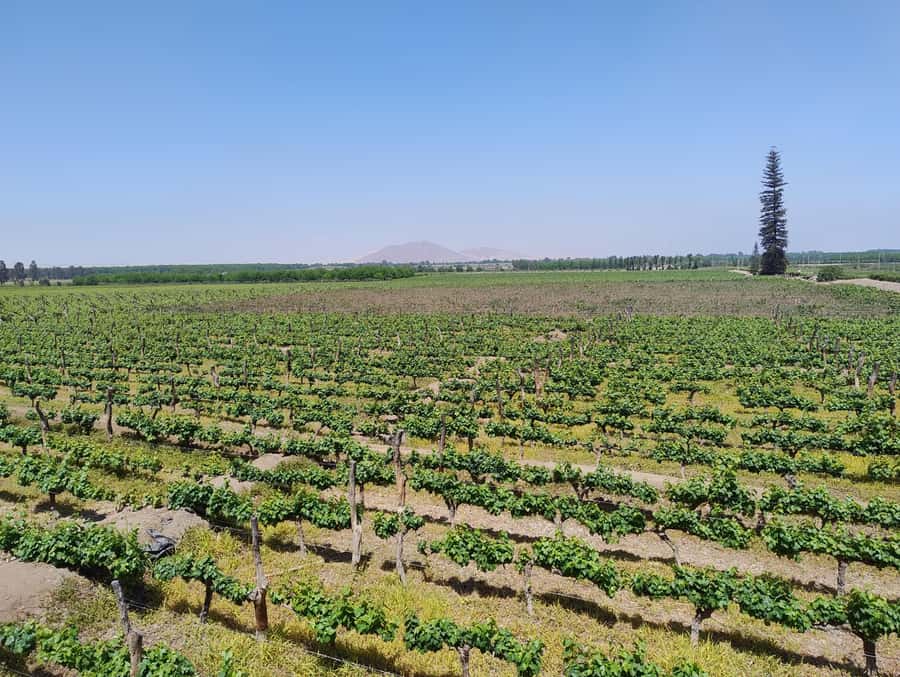 From Ica or Huacachina: Tour to Tacama Vineyard and Artisanal Winery. - Key highlights worth planning around