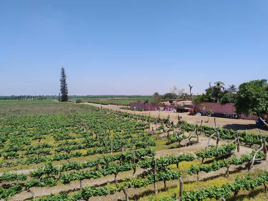 From Ica or Huacachina: Tour to Tacama Vineyard and Artisanal Winery. - How the 5-hour Ica pick-up and group pacing works