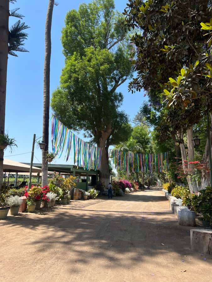 From Ica or Huacachina: Tour to Tacama Vineyard and Artisanal Winery. - Cutur Pisco at Fundo Hotel El Arrabal, plus the old Spanish cellars