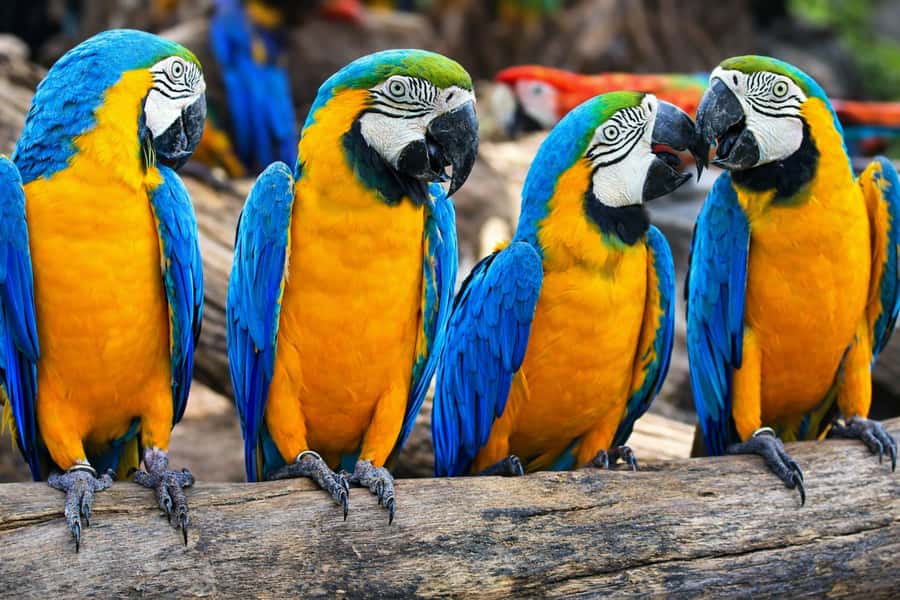 From Iquitos: 3-Day Amazon Jungle Adventure Trip - Entering the Loreto Amazon from Iquitos, Why 3 Days Works
