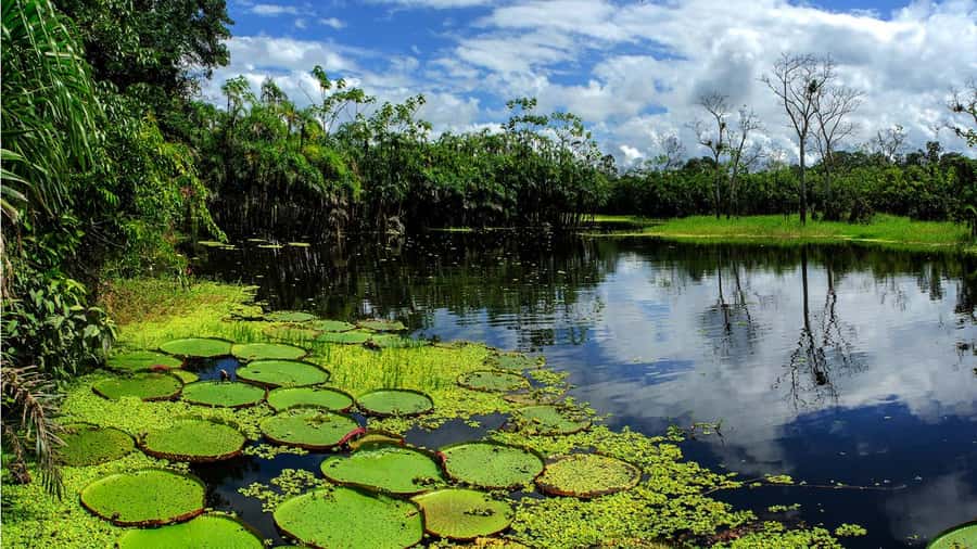 From Iquitos: Full day tour in the Peruvian jungle - From Iquitos to the jungle: the smooth start you’ll appreciate