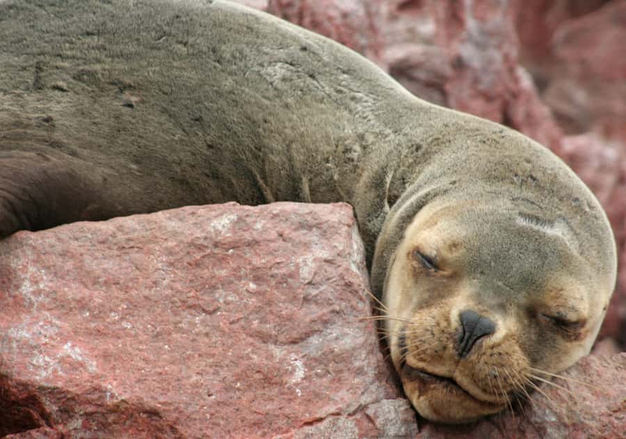 From Lima 2 days 1 night, Ballestas,Huacachina & Nazca lines - Paracas sweets, Ica lunch, and the El Catador winery stop