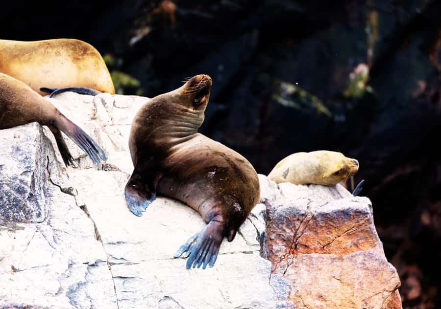 From Lima 2 days 1 night, Ballestas,Huacachina & Nazca lines - Price and value: what $565 per person includes, and where extra spending can pop up