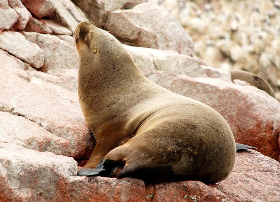 From Lima: Ballestas Islands and Huacachina Sunset Day Trip - Meeting Point in Miraflores: Don’t Miss the 4:00 AM Start