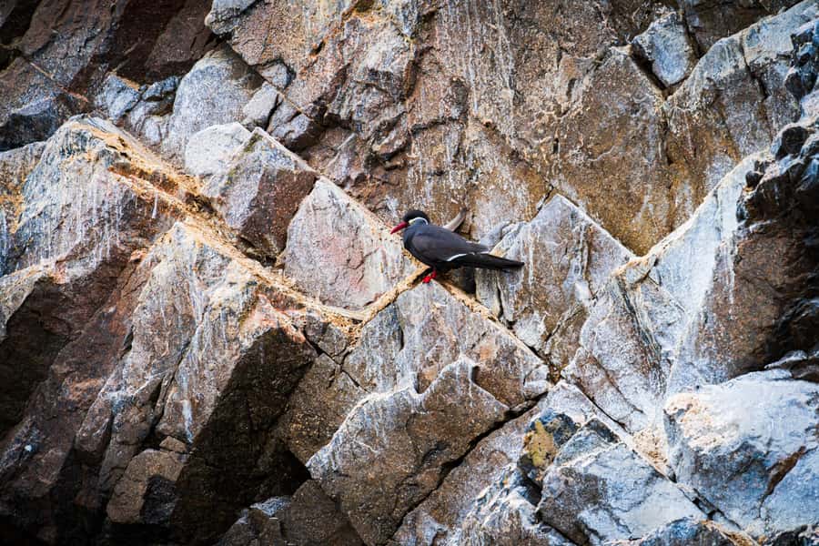 From Lima: Ballestas Islands, Huacachina, and Vineyard Tour - FAQ