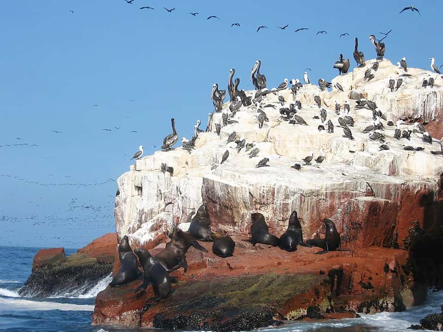 From Lima: Ballestas Islands, Huacachina, and Vineyard Tour - Should you book the Ballestas, Huacachina, and Pisco day trip?