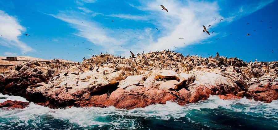 From Lima: Ballestas Islands, Huacachina and Wine Route Trip - Huacachina oasis buggy ride and sandboarding