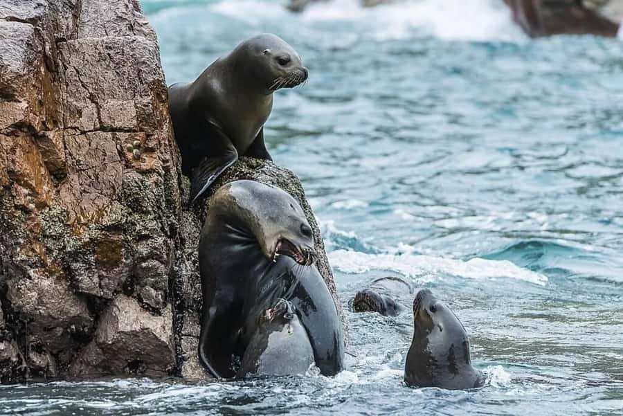 From Lima: Day trip to Paracas, Ica and Oasis Huacachina - Who should book this tour, and who should skip it