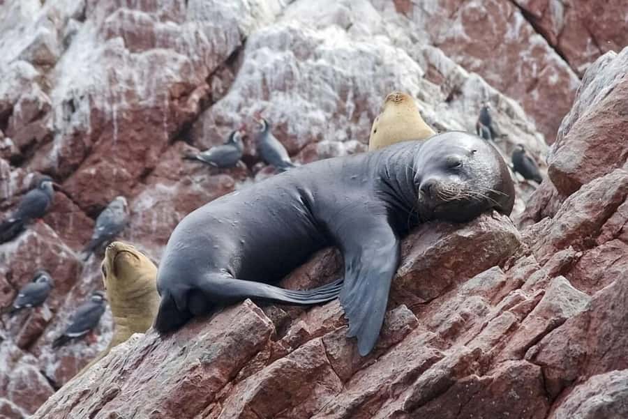 From Lima: Day Trip to Paracas, Ica & Oasis Huacachina - Price and value: what $60 covers, and what you may add