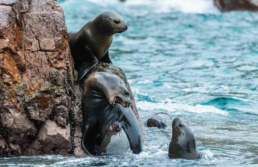 From Lima: Full Day Tour (Paracas + Huacachina) - FAQ