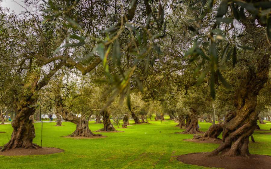 From Lima: Miraflores, Barranco & San Isidro Guided Tour - San Isidro and Bosque El Olivar’s centuries-old olive story