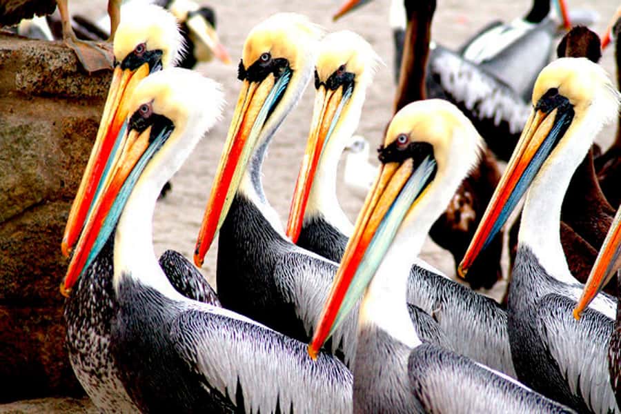 From Lima: Paracas and Huacachina Day Trip with Buggy Ride - Key highlights you will actually feel