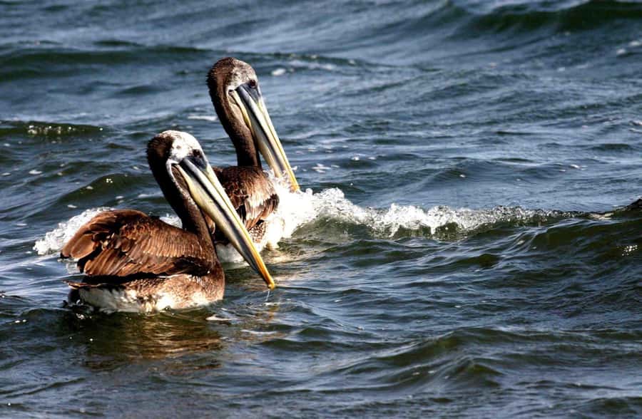From Lima: Paracas and Huacachina Day Trip with Buggy Ride - Ballestas Islands: wildlife viewing time that feels bigger than the distance