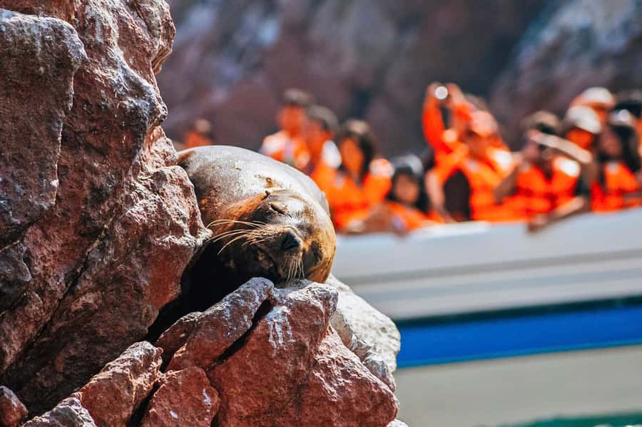 From Lima: Paracas and Huacachina Oasis Full Day Guided Tour - Ballestas Islands Boat Tour: Penguins, Sea Lions, and Bird Life