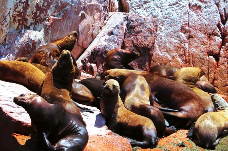 From Lima:Paracas Ballestas Islands and Ica Oasis 1 day Tour - Key Things That Make This Tour Worth Your Day