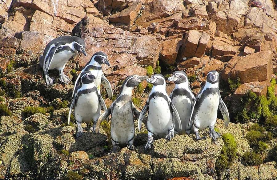From Lima:Paracas Ballestas Islands and Ica Oasis 1 day Tour - Lima to Paracas and Ica in One Tight Schedule