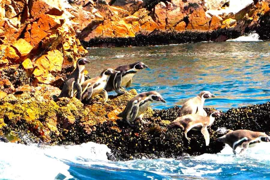 From Lima:Paracas Ballestas Islands and Ica Oasis 1 day Tour - Paracas Photo Stop and a Quick Stretch of the Legs