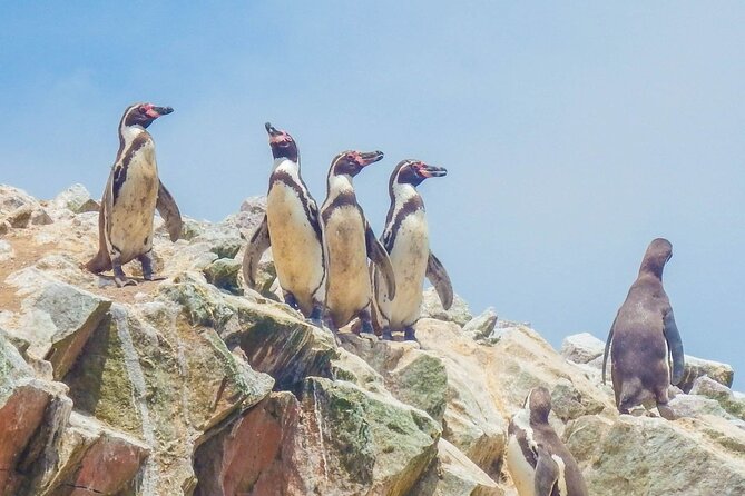 From Lima: PARACAS, ICA and OASIS HUACACHINA, ALL INCLUSIVE - Key points before you go