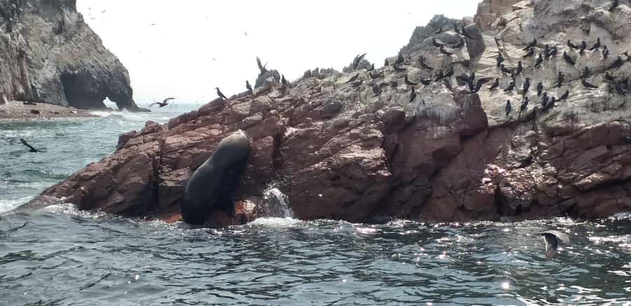 From Paracas: Ballestas Island Cruise & Paracas Reserve Tour - From LAS ADVENTURE to Ballestas: How the 6-Hour Day Flows